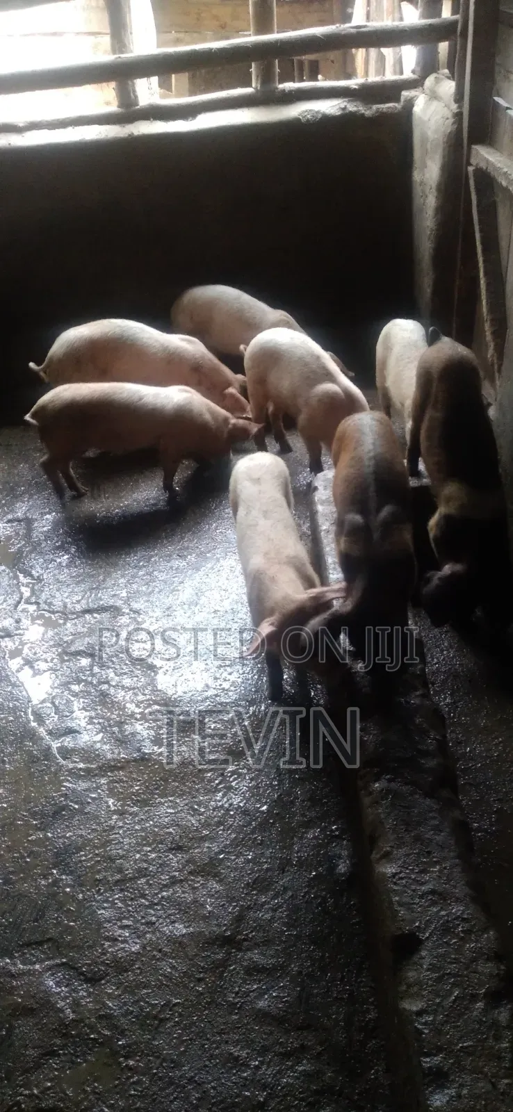 Piglets for Sale