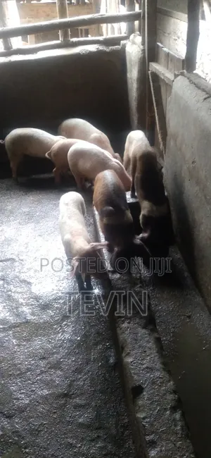 Piglets for Sale