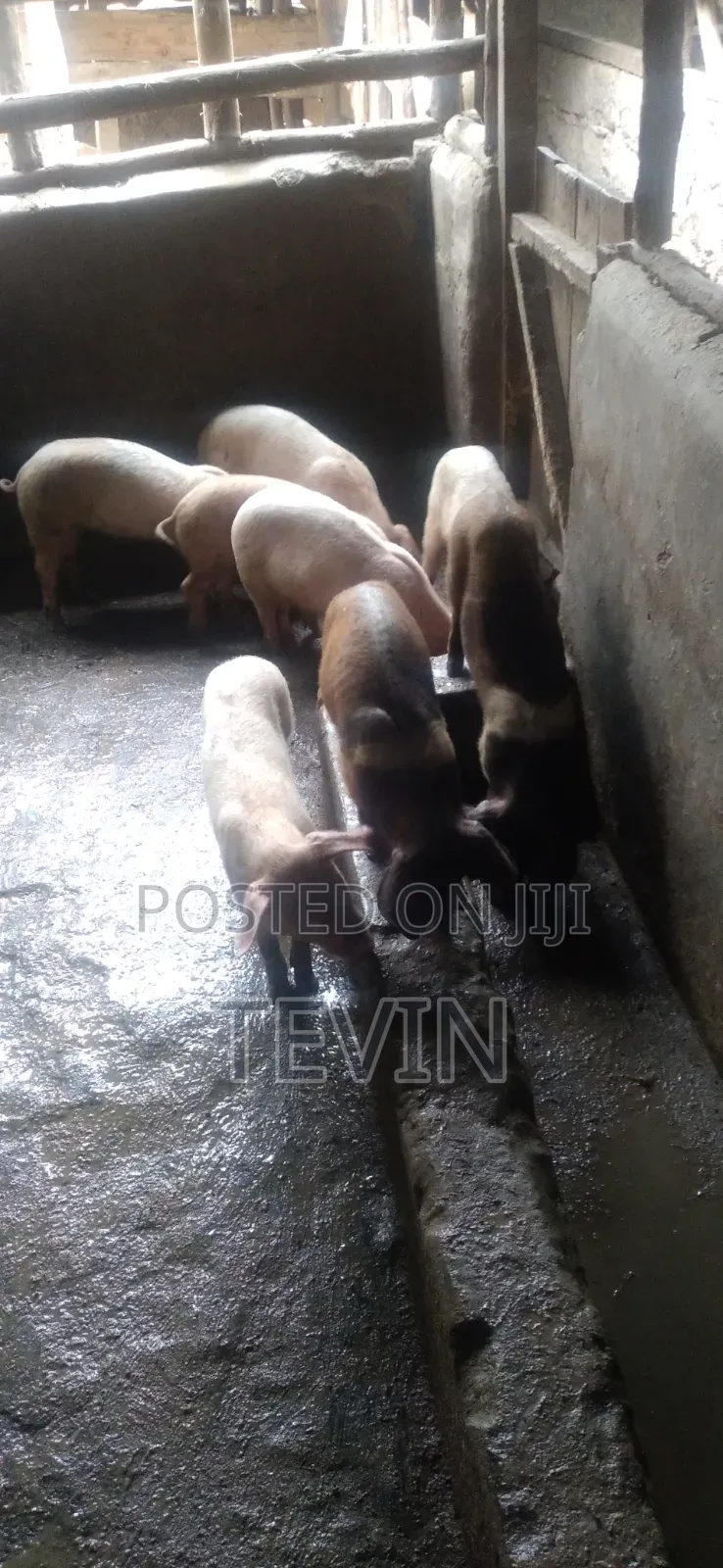 Piglets for Sale