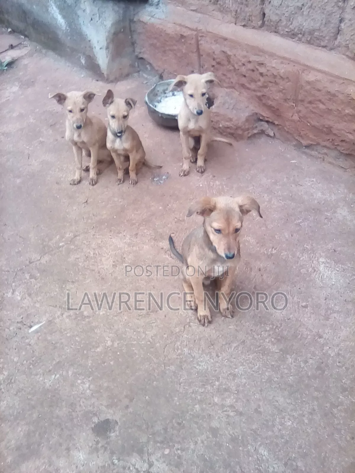 3-6 months Male Mixed Breed Dog