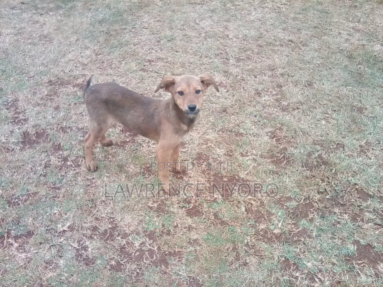 3-6 months Male Mixed Breed Dog