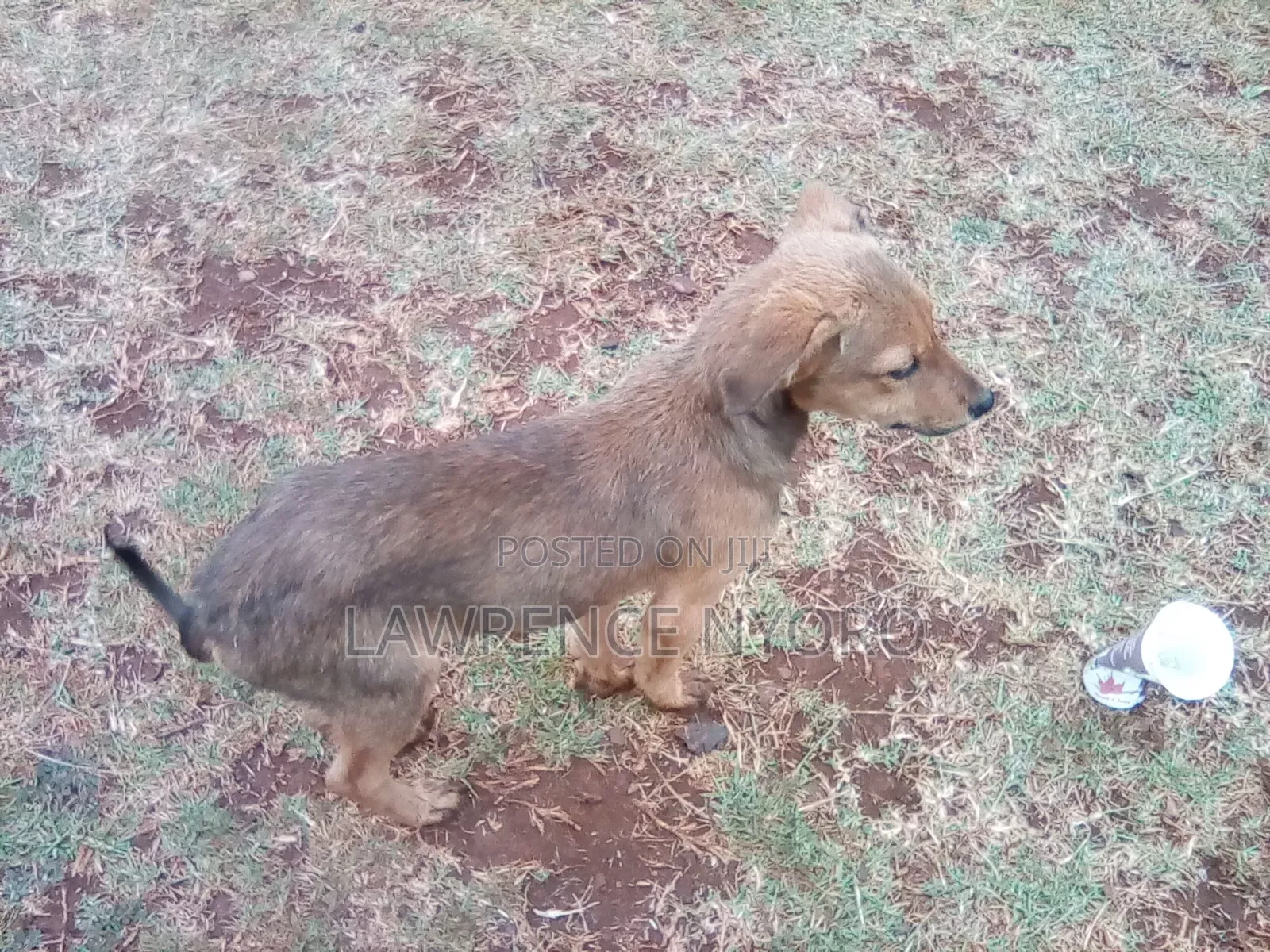 3-6 months Male Mixed Breed Dog