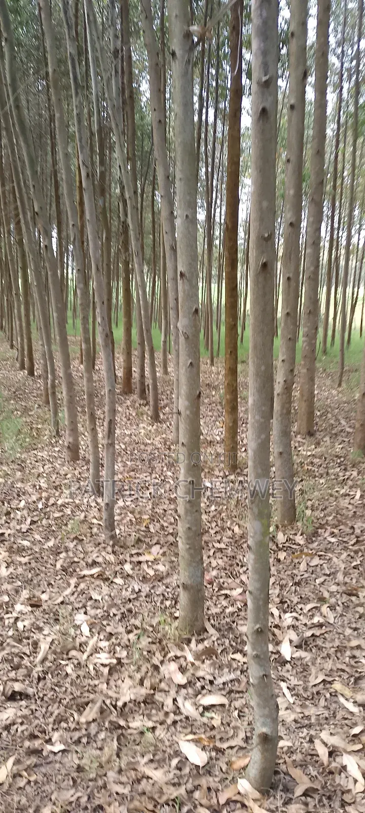 Land for Sale in Kapsitwet, Kwanza, Trans Nzoia