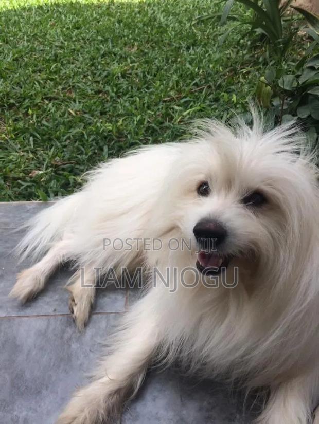 1+ year Male Mixed Breed Bichon Frise - main view