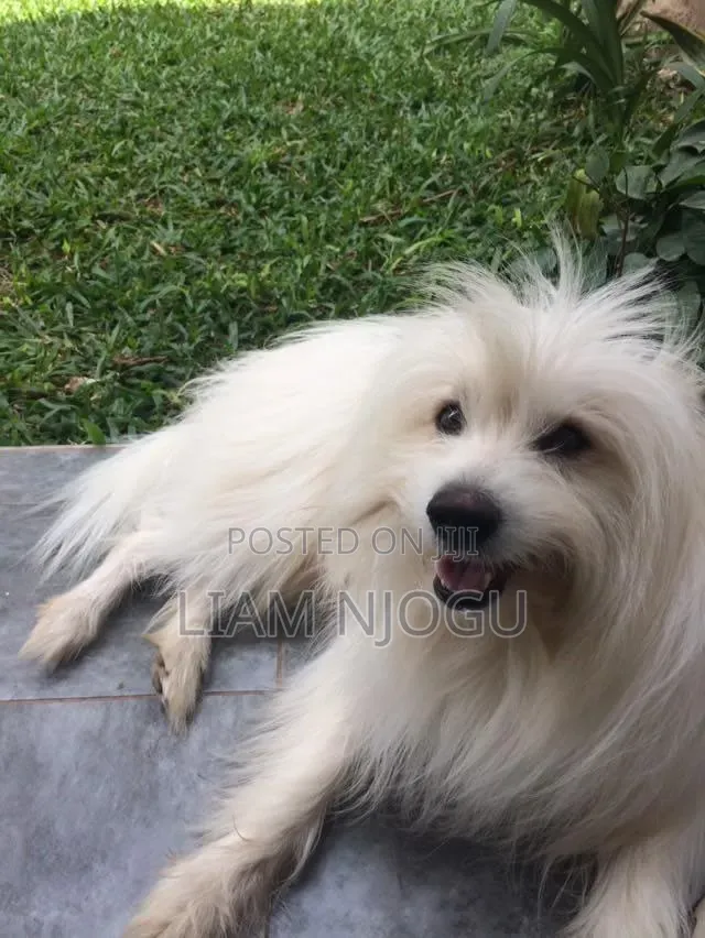 1+ year Male Mixed Breed Bichon Frise