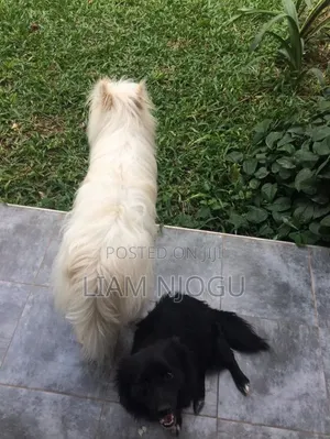1+ year Male Mixed Breed Bichon Frise