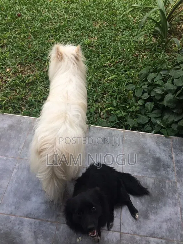 1+ year Male Mixed Breed Bichon Frise