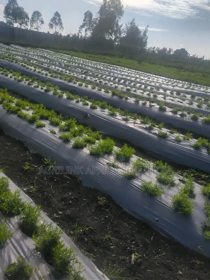 Mulching Installation and Supply