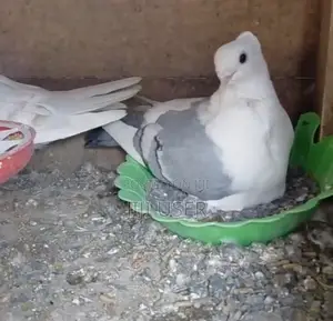 Satinnet Pigeons