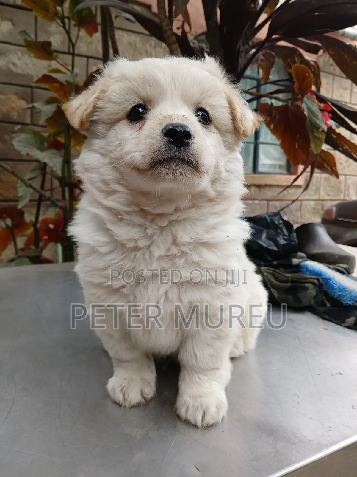 1-3 months Female Purebred Japanese Spitz