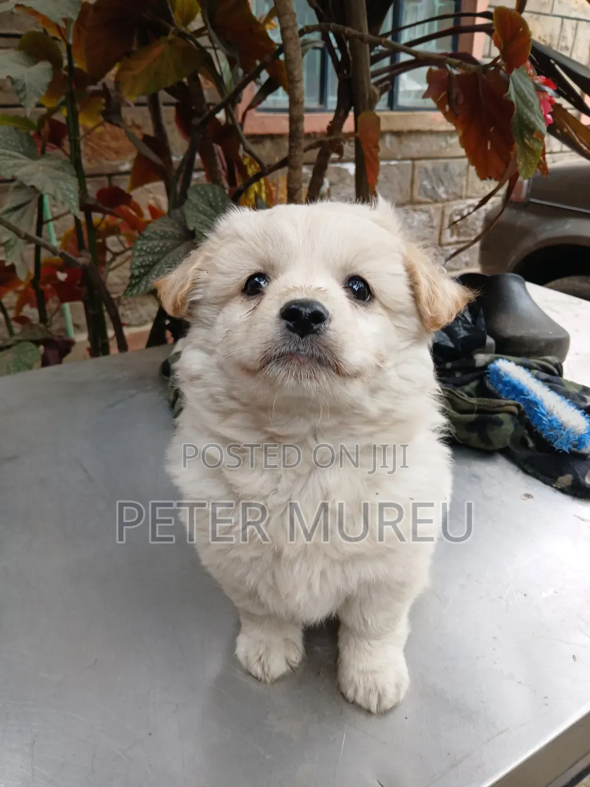 1-3 months Female Purebred Japanese Spitz