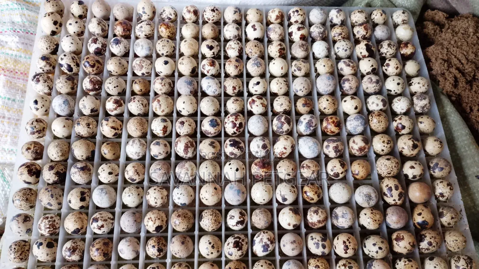 Quail Eggs for Consumption, or Incubation - 200 Pieces