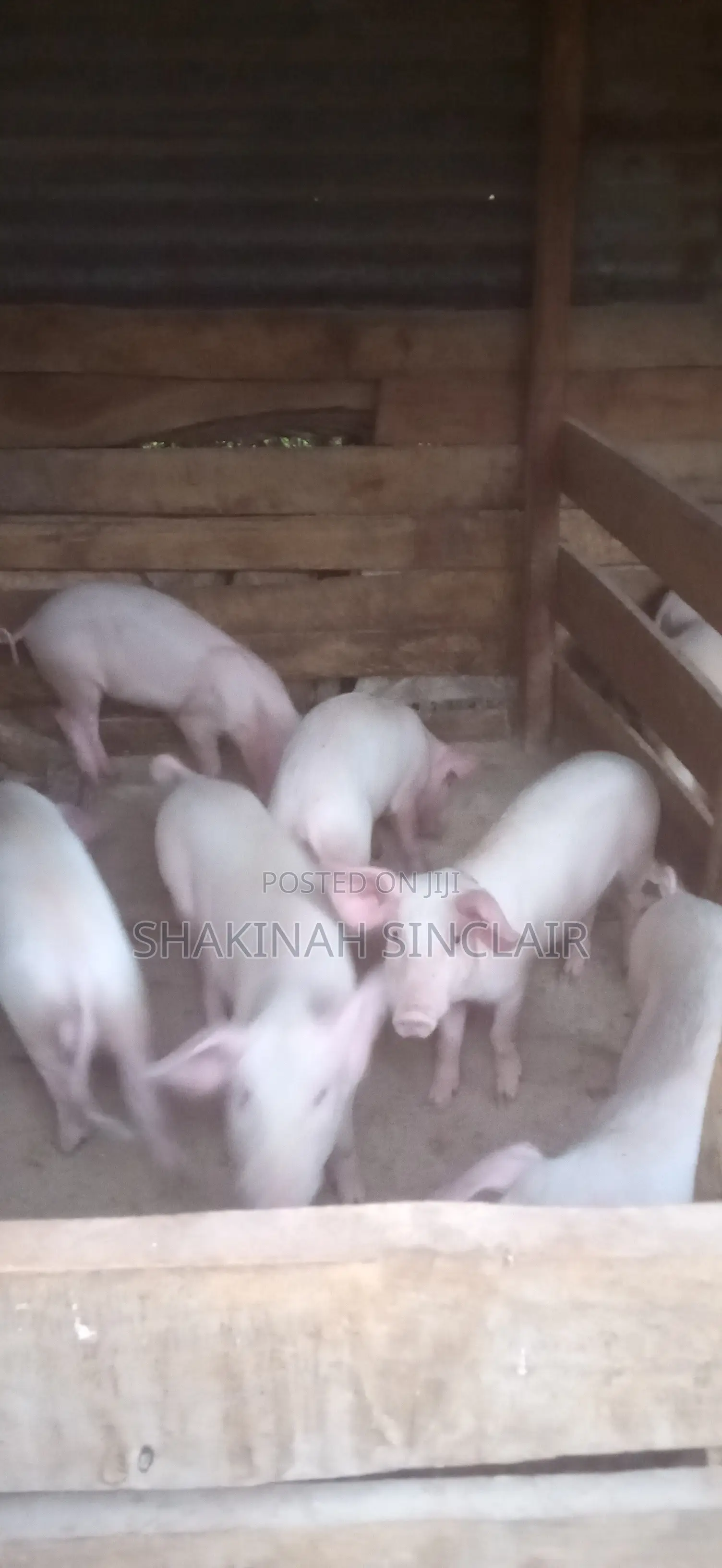 Piglets for Sale