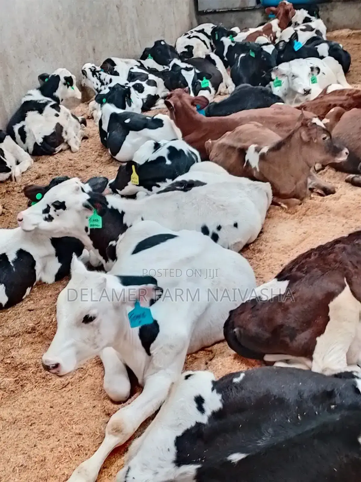 Frasier Cows