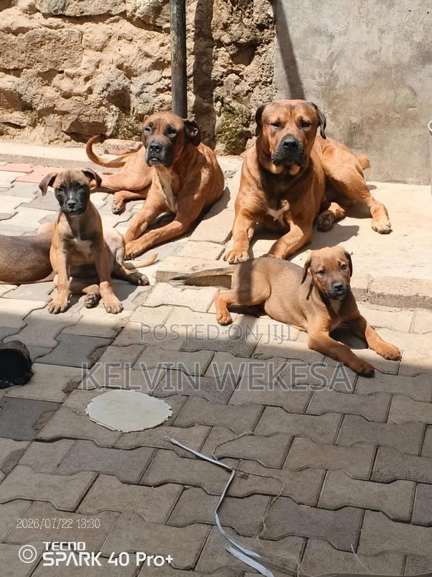 1-3 months Female Purebred Boerboel - main view