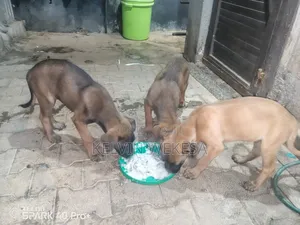 1-3 months Female Purebred Boerboel