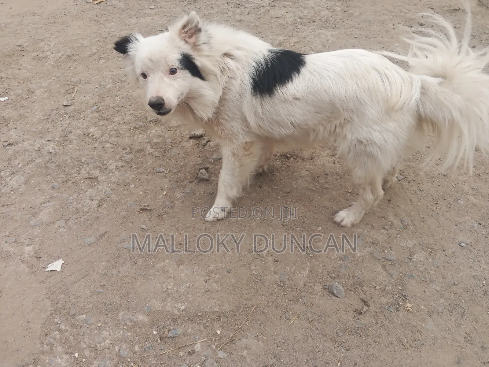 3-6 months Female Purebred Japanese Spitz