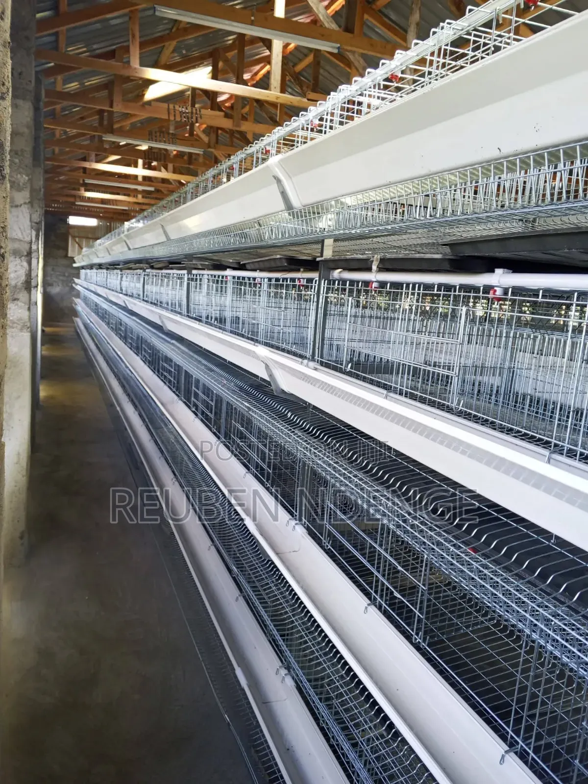 Fully Automated Cage System
