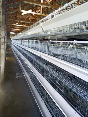 Fully Automated Cage System