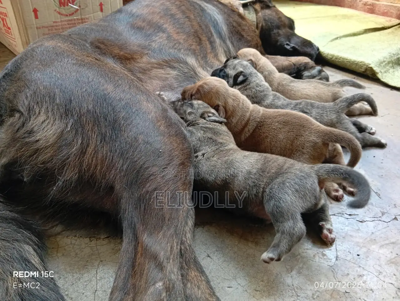 1-3 months Male Mixed Breed Boerboel