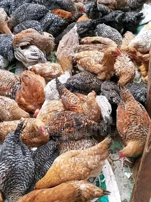 Kianyeji Chickens