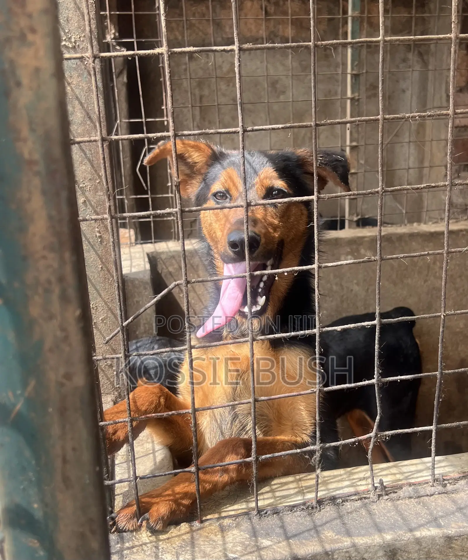 6-12 months Female Mixed Breed German Shepherd