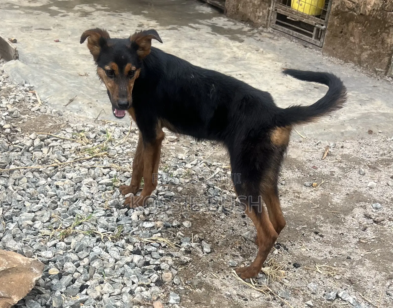 6-12 months Female Mixed Breed German Shepherd