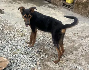 6-12 months Female Mixed Breed German Shepherd