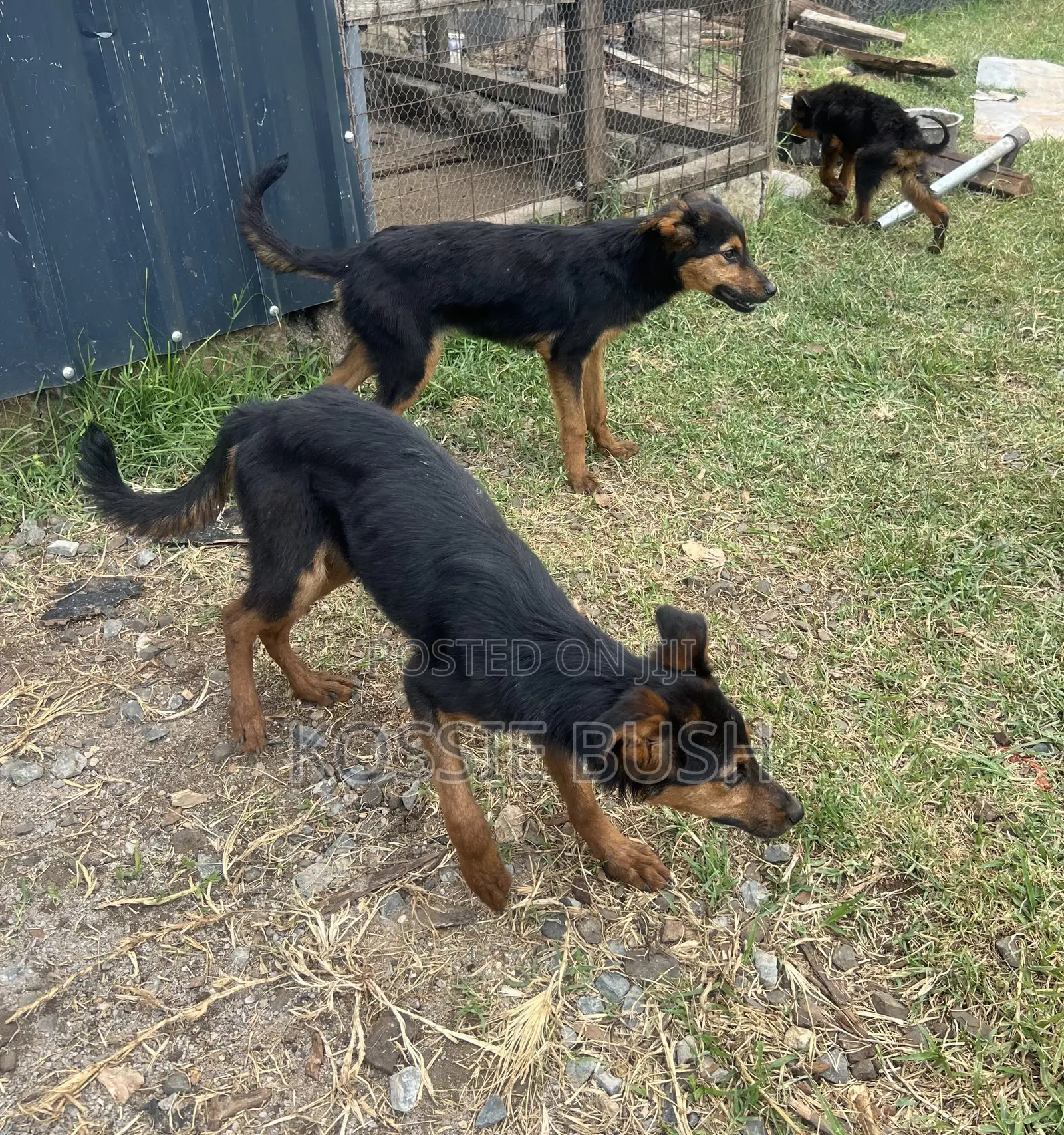 6-12 months Female Mixed Breed German Shepherd