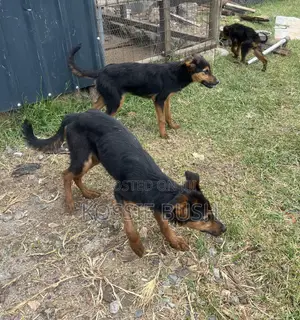 6-12 months Female Mixed Breed German Shepherd