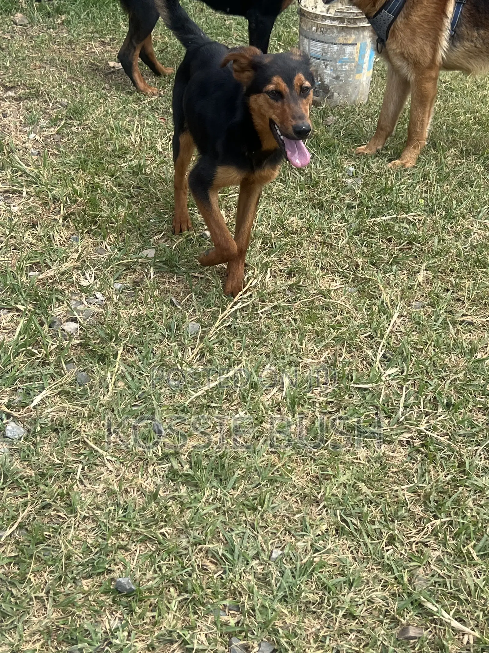 6-12 months Female Mixed Breed German Shepherd