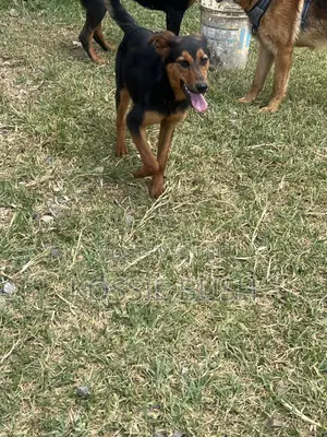 6-12 months Female Mixed Breed German Shepherd