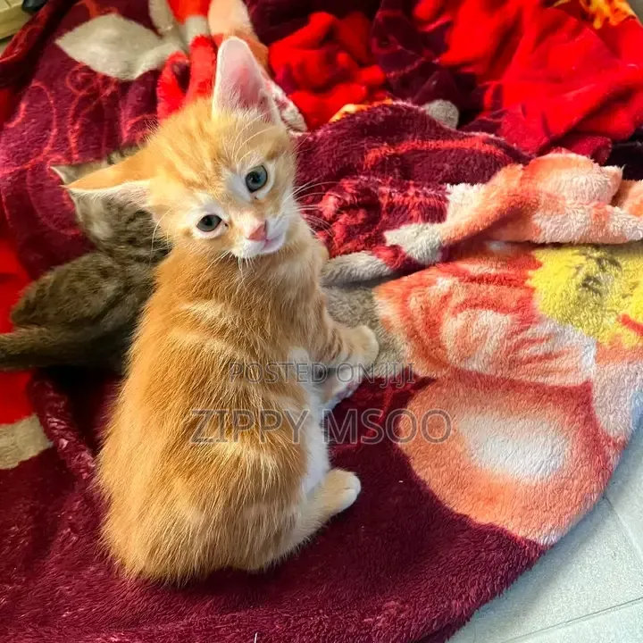 3-6 months Male Mixed Breed Tabby