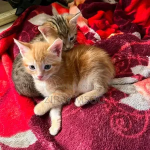 3-6 months Male Mixed Breed Tabby