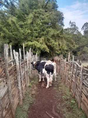 Holstein Fresian OX