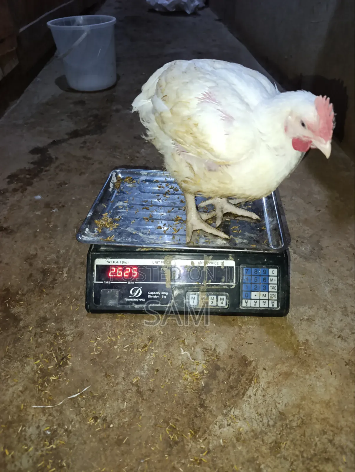 Mature Broiler Chicken