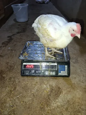 Mature Broiler Chicken