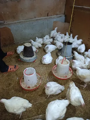 Mature Broiler Chicken