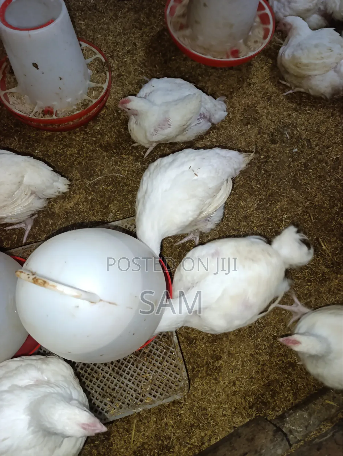 Mature Broiler Chicken