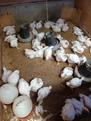 Broiler Feeds-Finisher Pellets