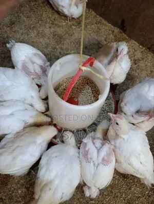 Broiler Feeds-Broiler Starter Crumb
