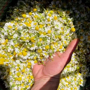 Chamomile Herbs