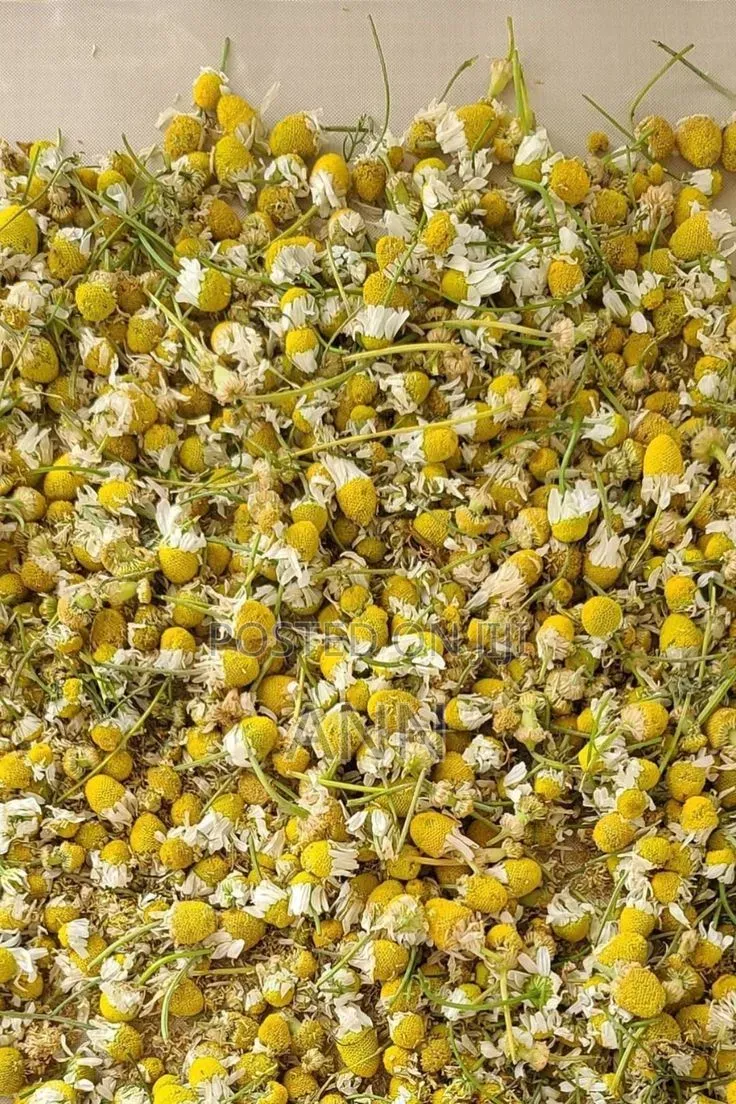 Chamomile Herbs