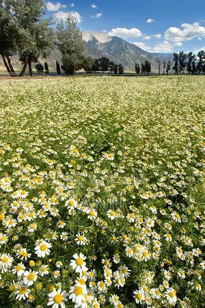 Chamomile Herbs