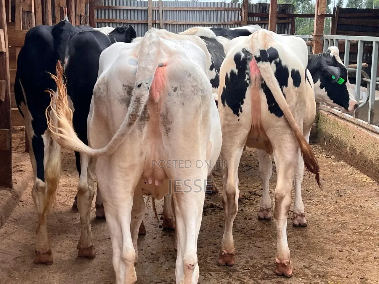 Incalf Heifer