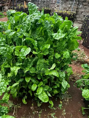 Vertical Gardening Bags 100holes
