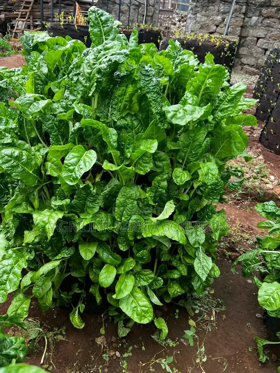 Vertical Gardening Bags 100holes