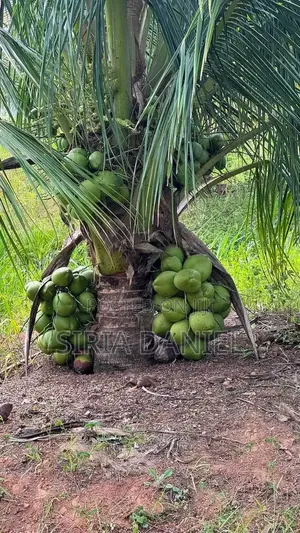 Dwarf Coconut Seedlings