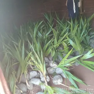 Dwarf Coconut Seedlings