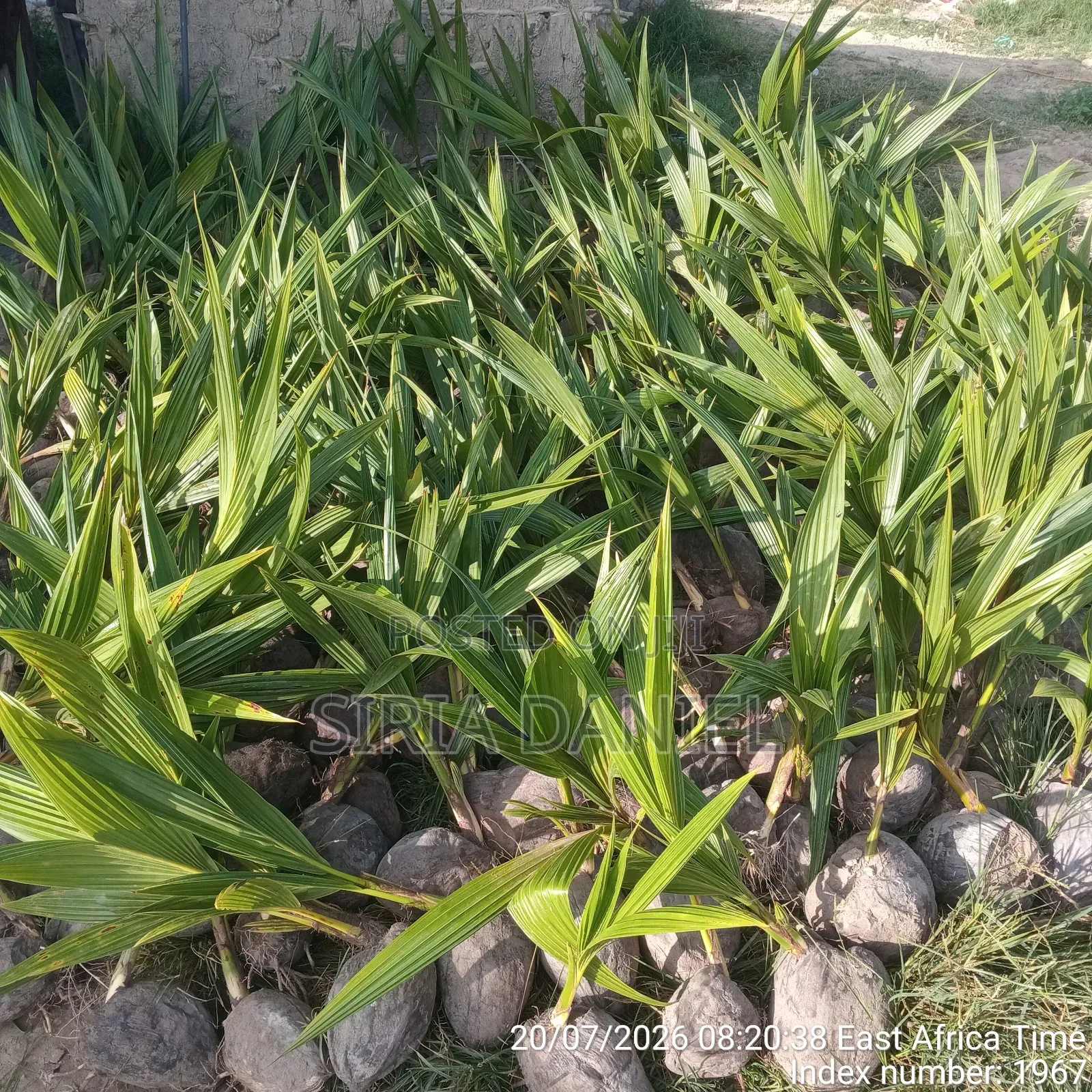 Dwarf Coconut Seedlings